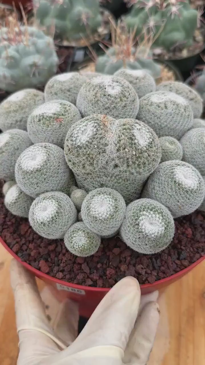 Mammillaria Perbella Cluster Live Cactus #185