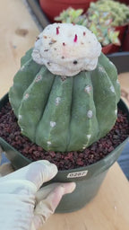 Melocactus Matanzanus Live Rare Cactus Plant #287