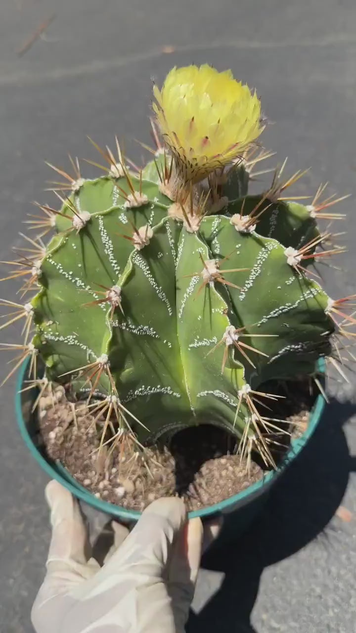 Large Astrophytum Ornatum #913 | Rare Collector Cactus