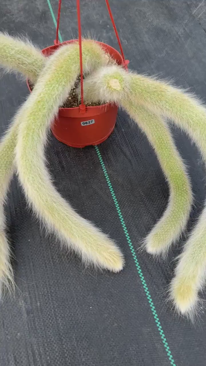 Hairy Monkey Tail Cactus #627 | Fuzzy White Live Cactus