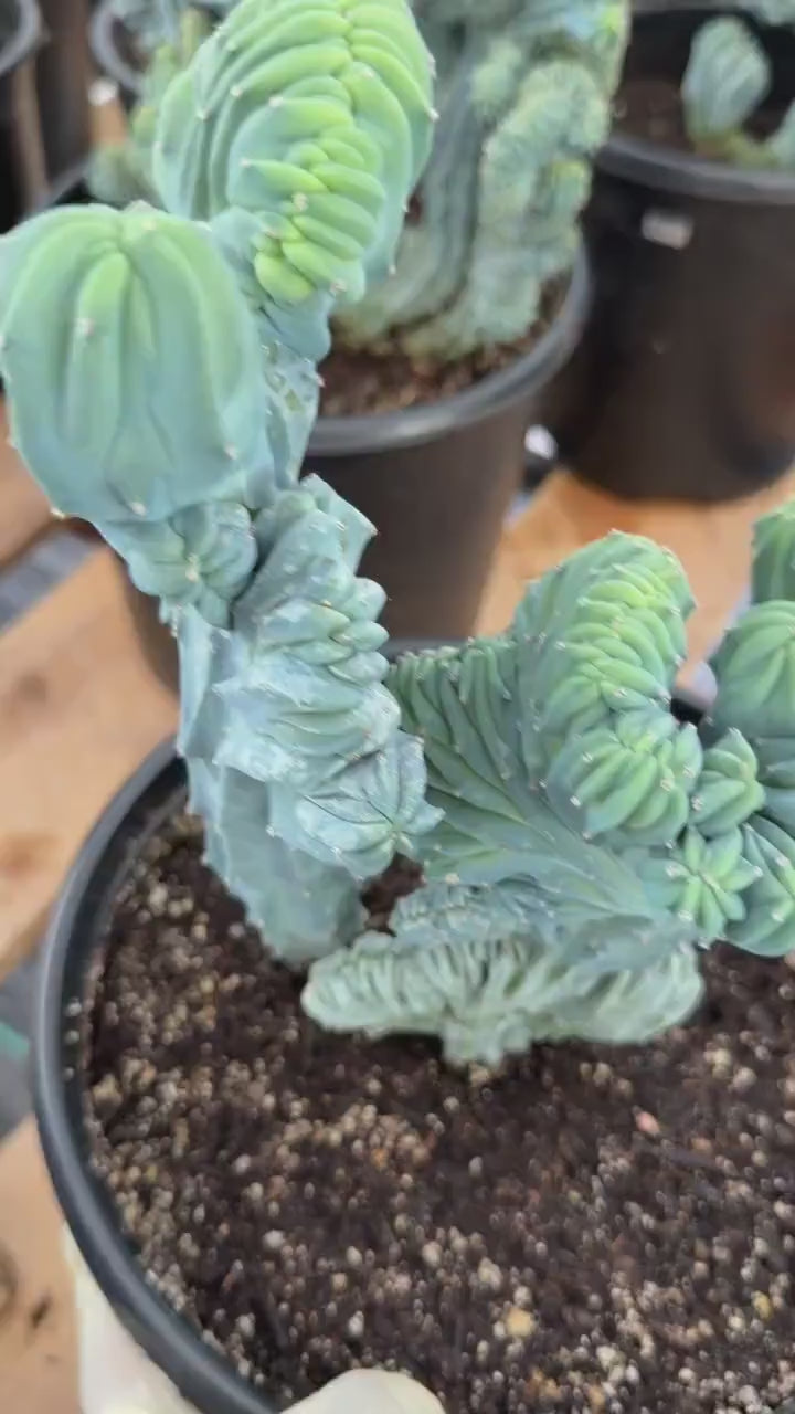 Crested Blue Myrtle Cactus | Rare Live Collector Cactus #315