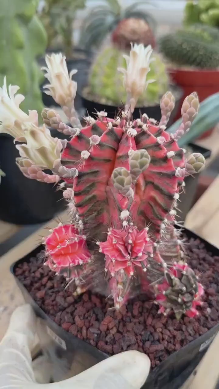 Variegated Gymnocalycium Mihanovichii Fukuryu with Pups #879