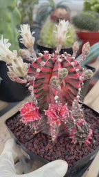 Variegated Gymnocalycium Mihanovichii Fukuryu with Pups #879