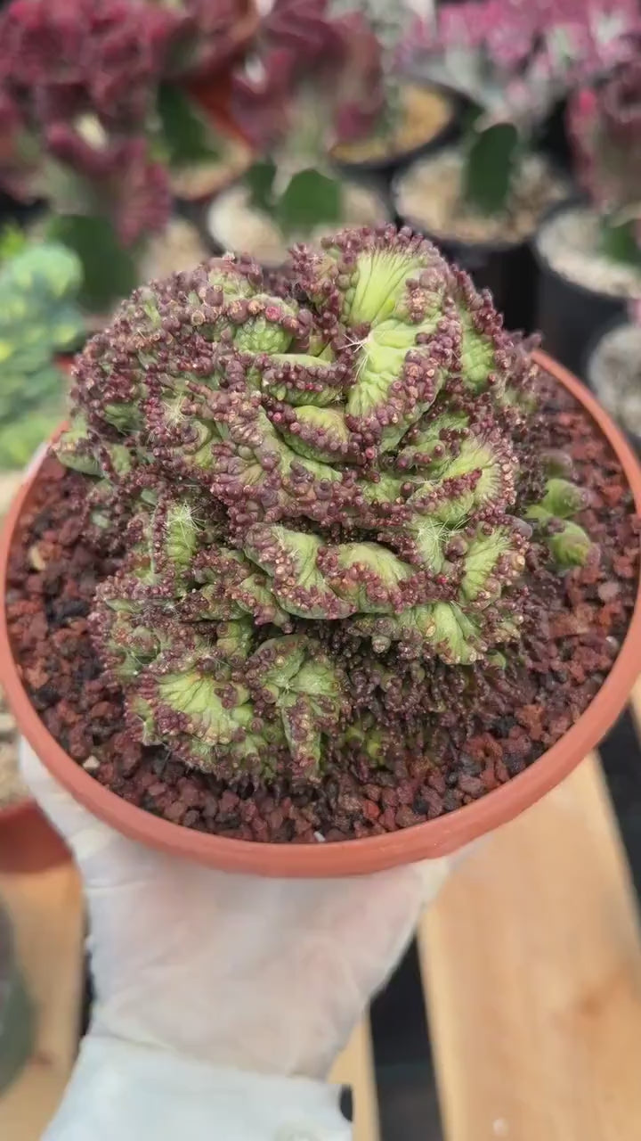 Crested Mammillaria bocasana cv. Fred | Rare Collector Cactus | Unique Live Succulent Plant