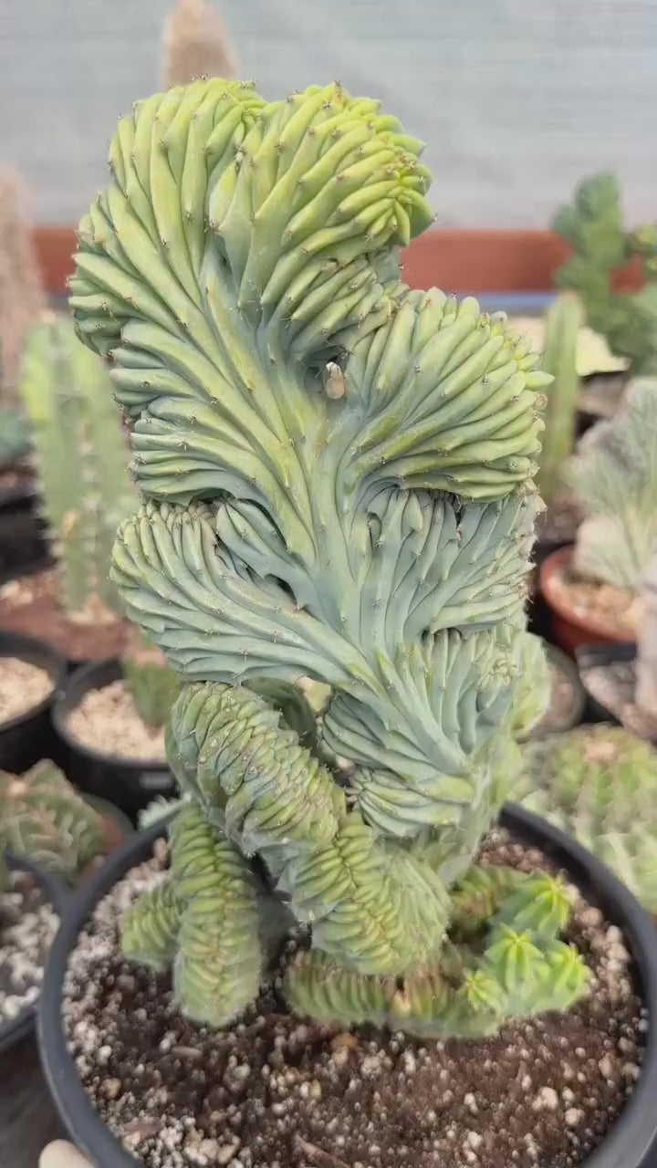 Crested Blue Myrtle Cactus #720 | Tall Form | Rare Live Plant