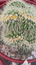 Crested Golden Barrel Cactus, Rare Cactus | Large Plant