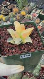 Variegated Haworthia Correcta | Rare Succulent | Live Plant with Yellow‑Orange Variegation
