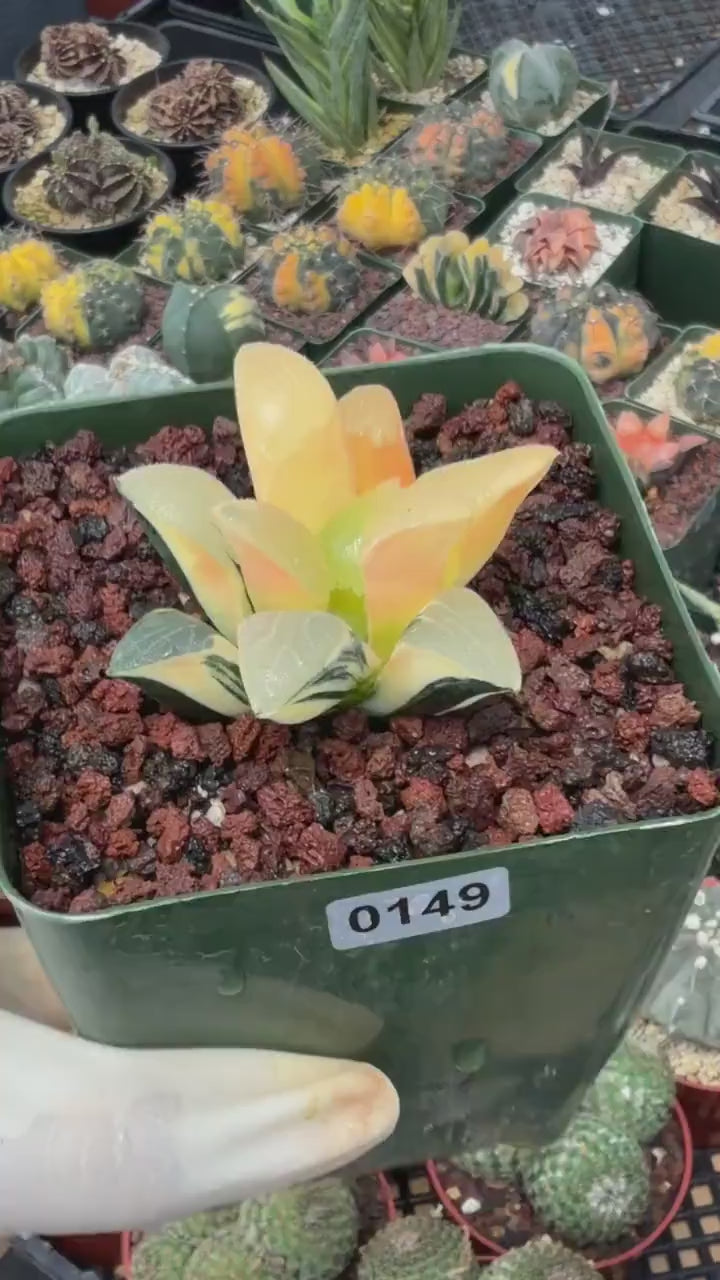 Variegated Haworthia Correcta | Rare Succulent | Live Plant with Yellow‑Orange Variegation