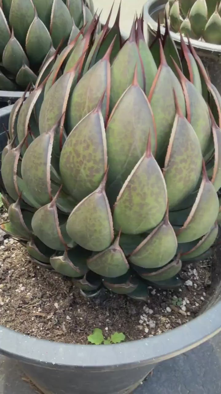 Mangave Praying Hand Cactus – Easy Care Succulent, Rare Plant Gift