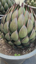 Mangave Praying Hand Cactus – Easy Care Succulent, Rare Plant Gift