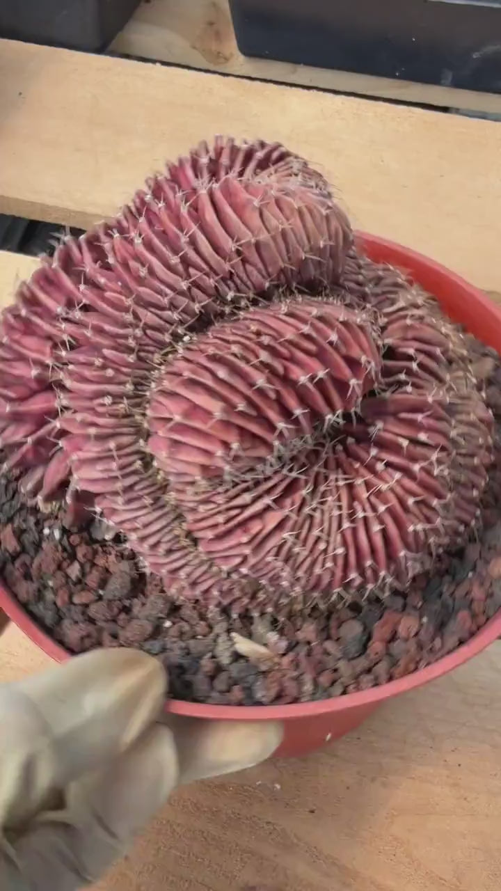 6” Crested Gymnocalycium Mihanovichii #176| Live Cactus
