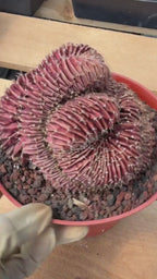 6” Crested Gymnocalycium Mihanovichii #176| Live Cactus