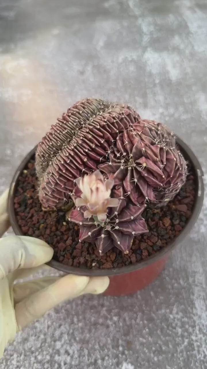 6" Crested Gymnocalycium Mihanovichii #121