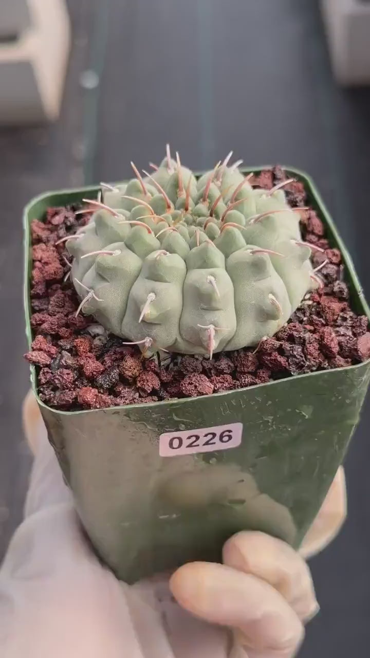 Gymnocalycium Vaterii Single Spines Live Cactus | Rare Seed Grown Plant #226