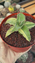 Variegated Sansevieria Blue Kew Rare Snake Plant – Live Houseplant #338