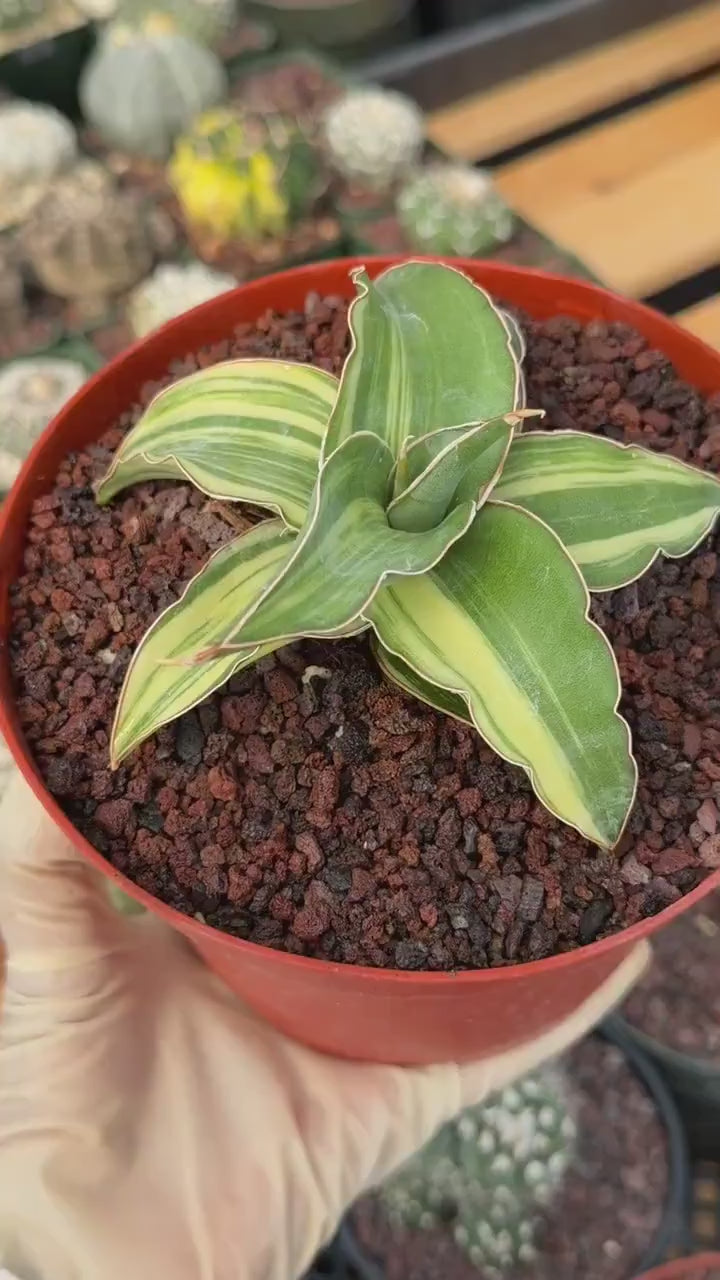 Variegated Sansevieria Blue Kew Rare Snake Plant – Live Houseplant #338