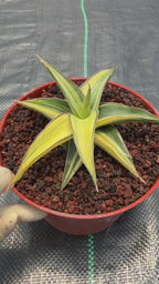 Variegated Sansevieria Lavranos Rare Snake Plant – Live Houseplant #23251