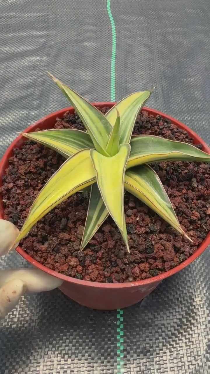 Variegated Sansevieria Lavranos Rare Snake Plant – Live Houseplant #23251