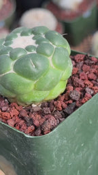 Coryphantha Elephantidens Inermis Spineless Cactus – Rare Succulent #886 Collectors Plant