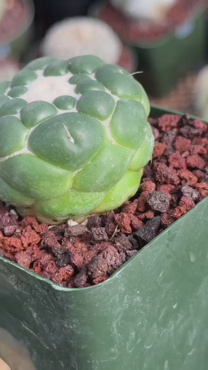 Coryphantha Elephantidens Inermis Spineless Cactus – Rare Succulent #886 Collectors Plant