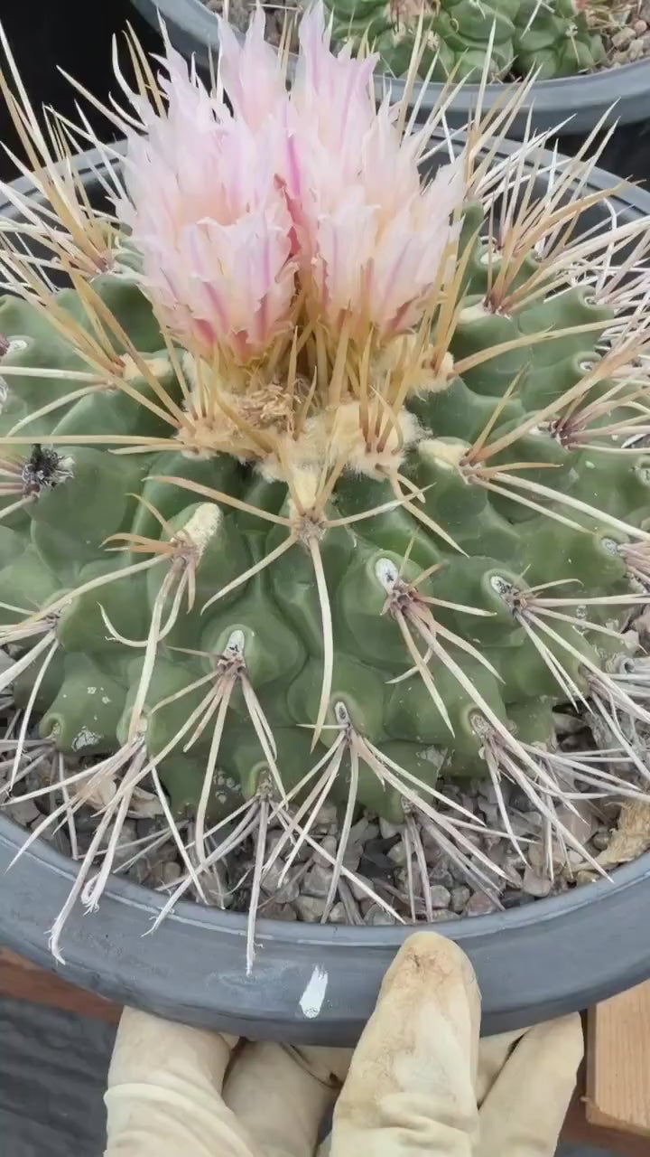 Thelocactus Rinconensis Live Cactus – Rare Seed-Grown Plant #795