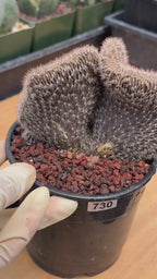 Setiechinopsis Mirabilis f. Cristata | Rare Crested Cactus #730 | 5″ Pot Collector’s Succulent Live Plant