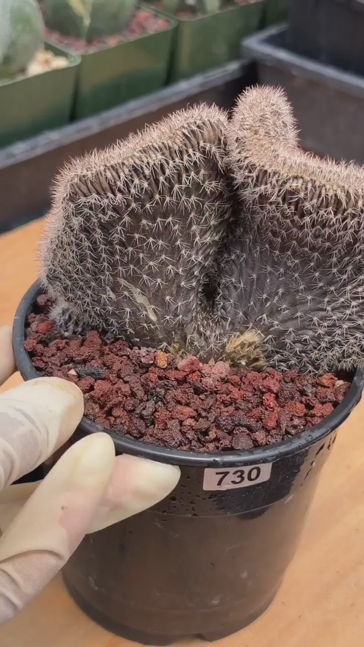 Setiechinopsis Mirabilis f. Cristata | Rare Crested Cactus #730 | 5″ Pot Collector’s Succulent Live Plant