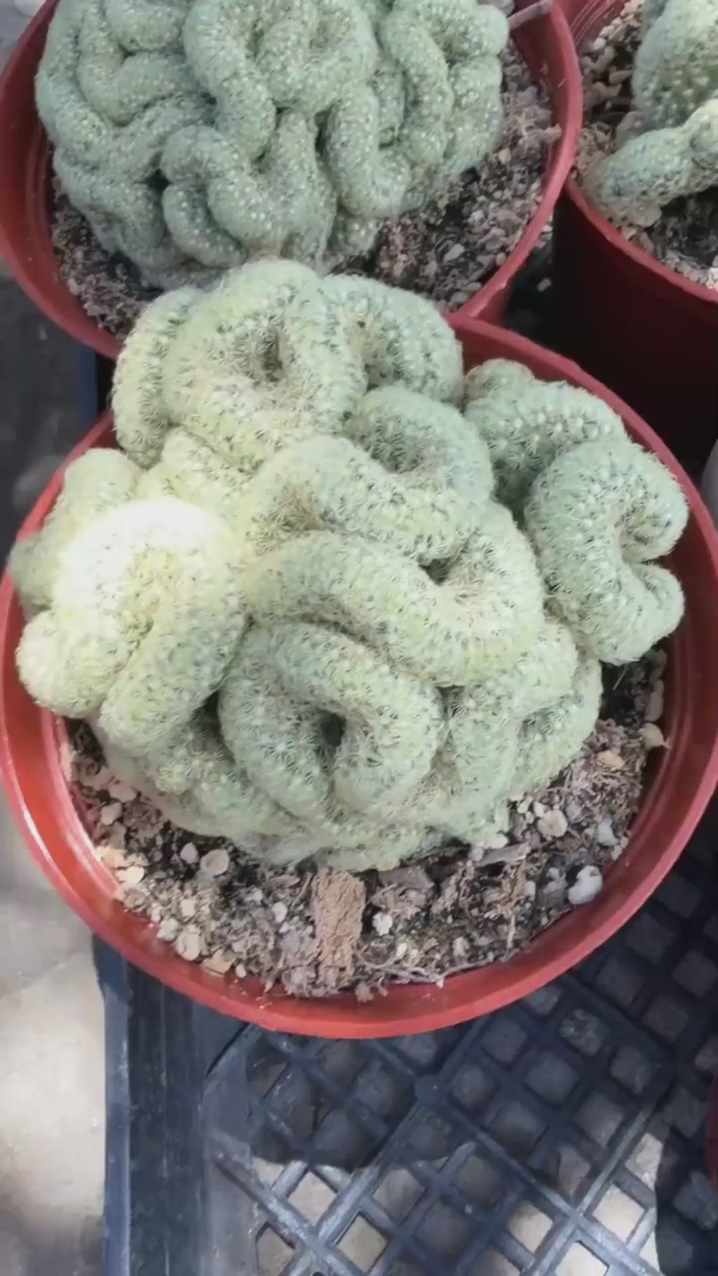 Brain Cactus Mammillaria elongata ‘Cristata’ – Rare Crested Succulent