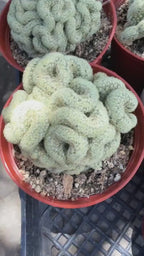 Brain Cactus Mammillaria elongata ‘Cristata’ – Rare Crested Succulent