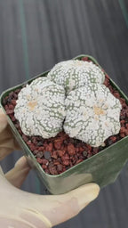 Astrophytum asterias Triple-Head Cactus #1022 | Seed-Grown