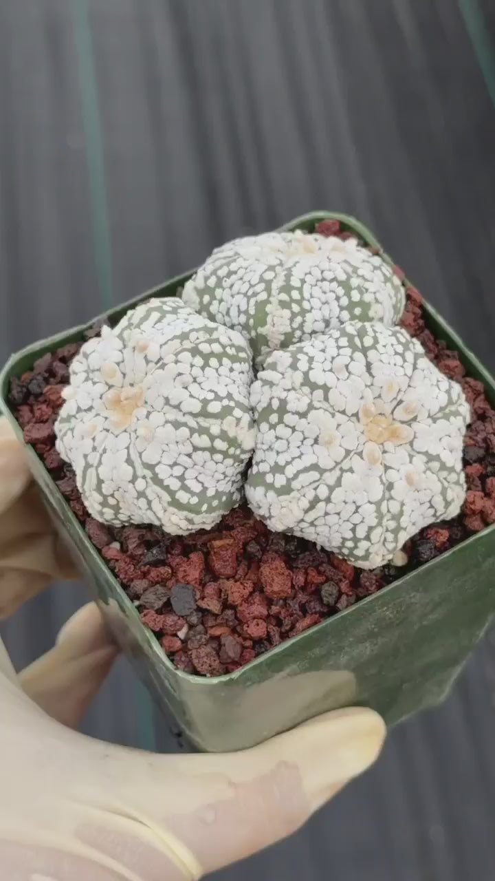 Astrophytum asterias Triple-Head Cactus #1022 | Seed-Grown