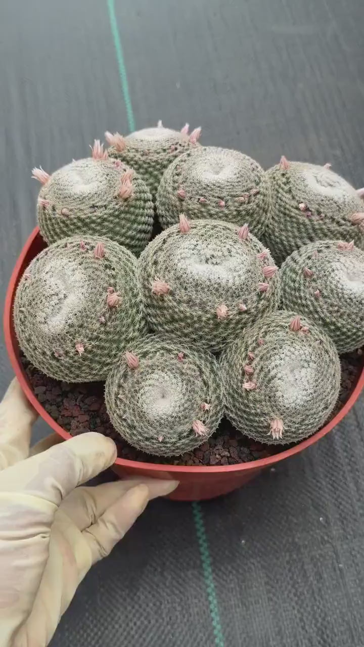 Mammillaria Perbella Cluster Cactus | Compact Specimen Live Plant