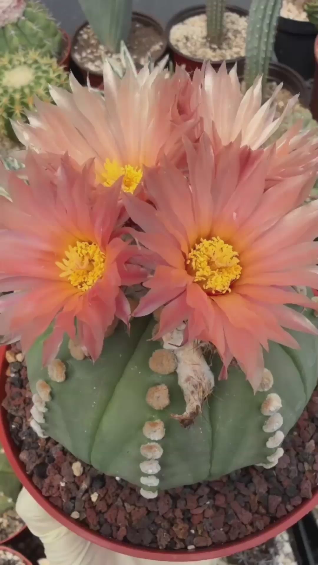 Astrophytum Asterias ‘Rensei’ – Rare Pink Flower Cactus Collector Specimen