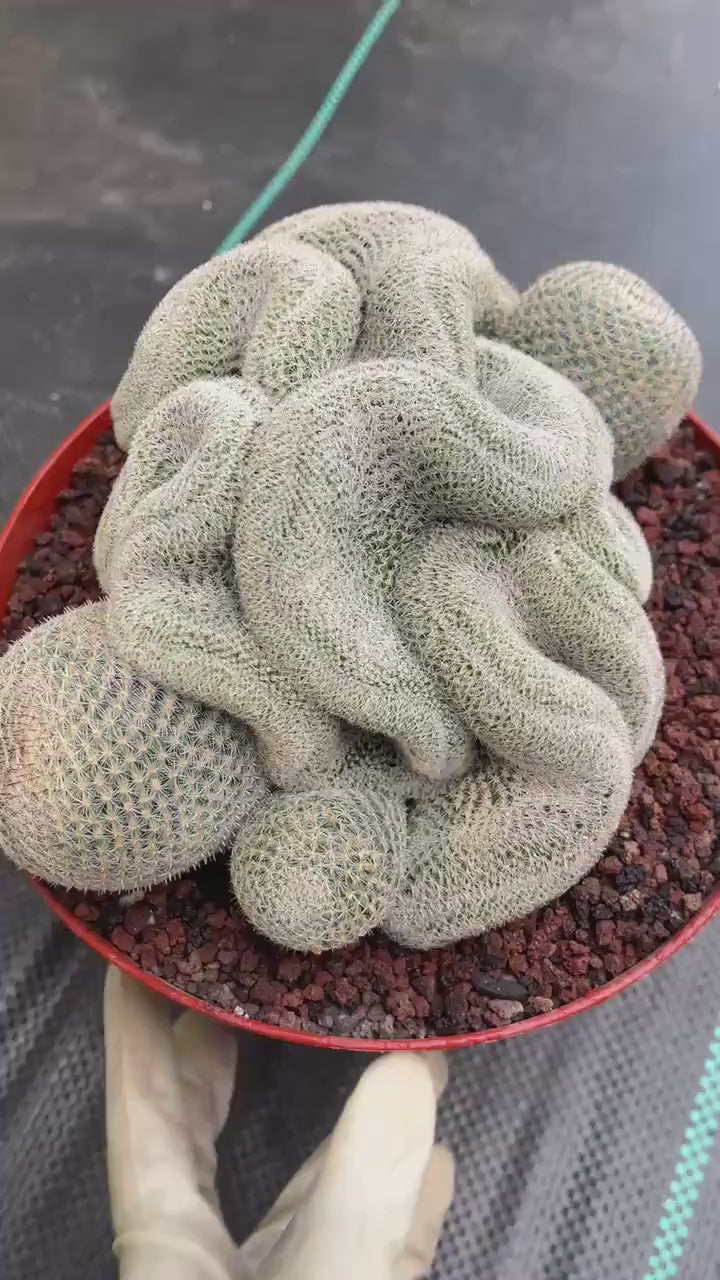 Crested Mammillaria Perbella #368 | Rare Live Cactus | 7" Pot