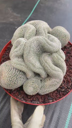 Crested Mammillaria Perbella #368 | Rare Live Cactus | 7" Pot