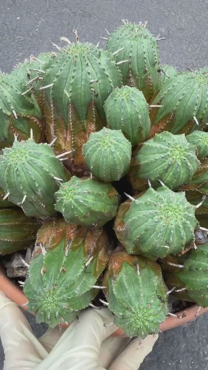 Large Euphorbia Obesa Hybrid Cluster