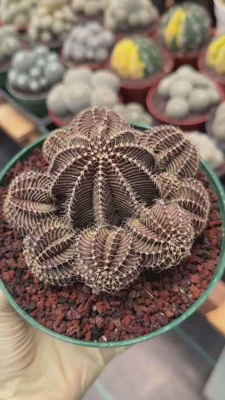 Gymnocalycium R9001 Cluster | Rare Live Cactus Plant 6"