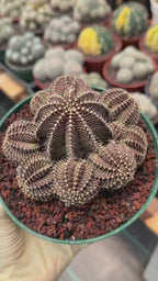 Gymnocalycium R9001 Cluster | Rare Live Cactus Plant 6"