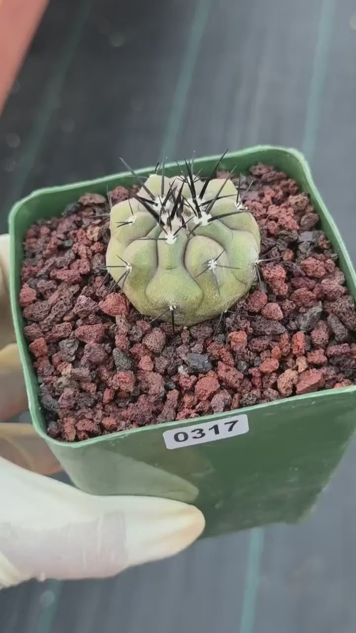 Copiapoa Cinerea Rare Seed Grown Live Cactus – Exact Collector Plant #317