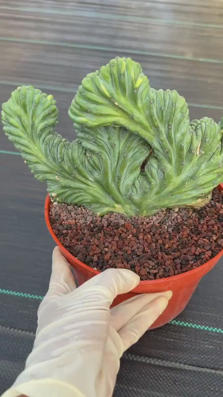 Variegated Crested Blue Myrtle Cactus – Rare Fan-Shaped Specimen | Collector's Plant #634
