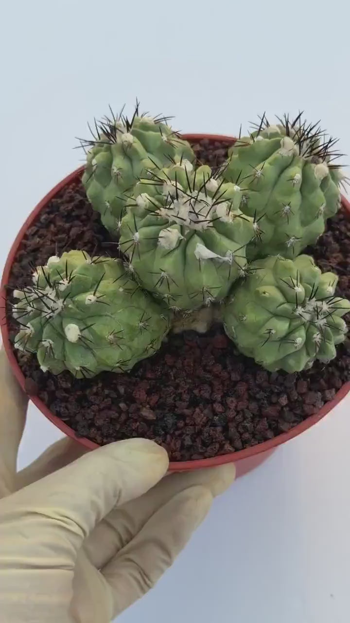 Copiapoa Cinerea Hybrid Cluster | Rare Collector Desert Succulent Plant #30