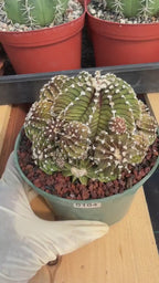 Gymnocalycium LB Cluster Rare Seed Grown Live Cactus – Similar Collector Plant #104
