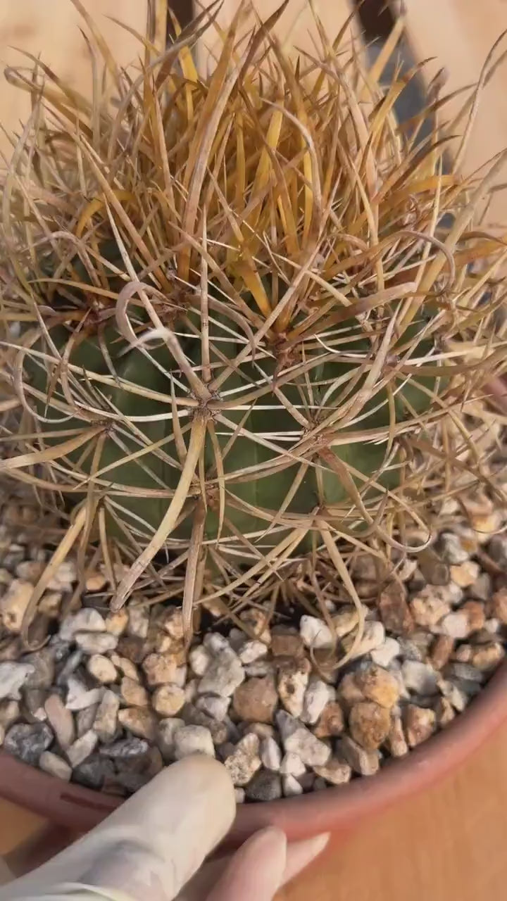 Ferocactus Chrysacanthus | Rare Barrel Cactus | Golden Yellow Spines | Seed Grown Collector Plant