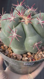 Thelocactus Hexaedrophorus Rare Seed Grown Live Cactus – Exact Collector Plant #335