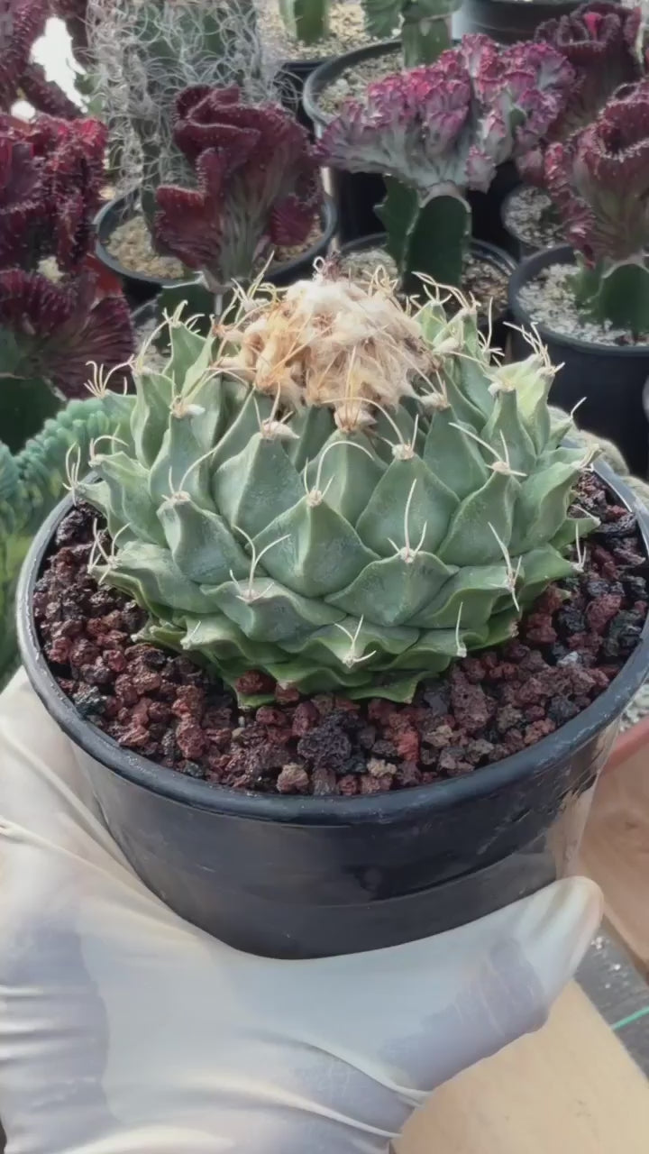 Obregonia Denegrii – Rare Artichoke Cactus | Seed-Grown Collector Specimen