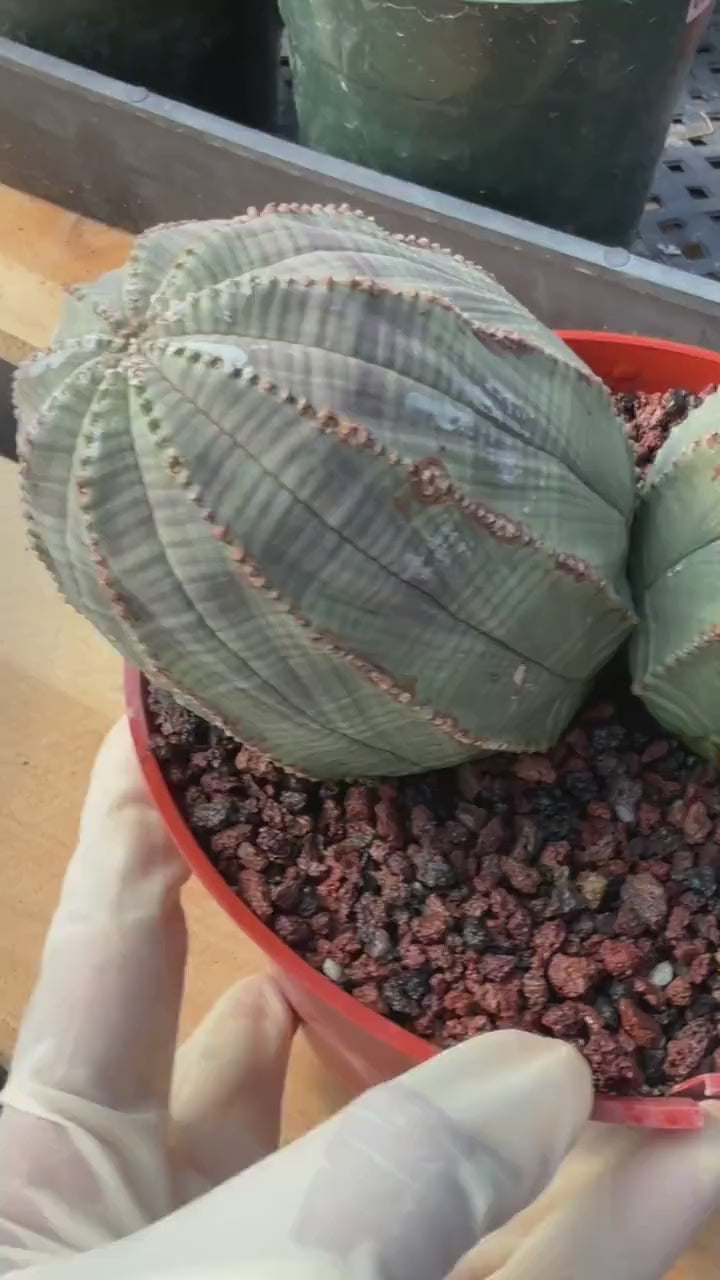 Euphorbia Obesa Double Head #216 | Large Rare Collector Succulent