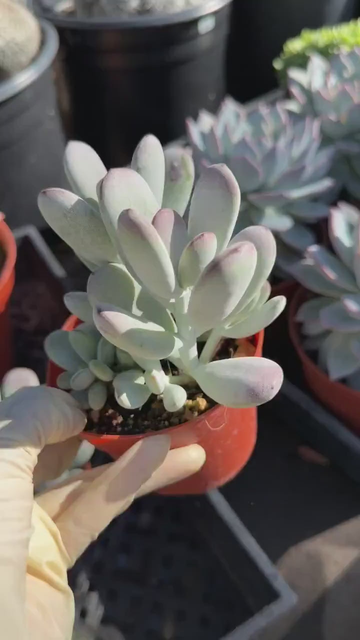 Cotyledon Orbiculata 'Ping Pong' – Rare Hardy Succulent Live Plant