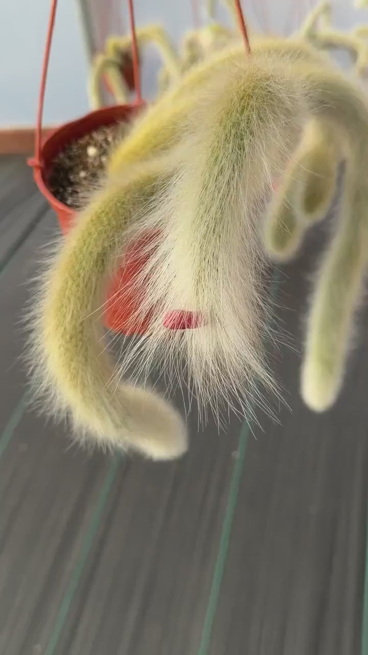 Monkey Tail Cactus #304 | Rare Trailing Succulent | Fuzzy Hanging Plant | Collector’s Choice | 12'' Length