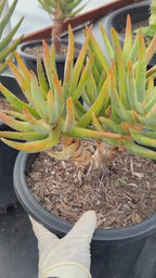 Aloe Ramosissima Tree Form #187