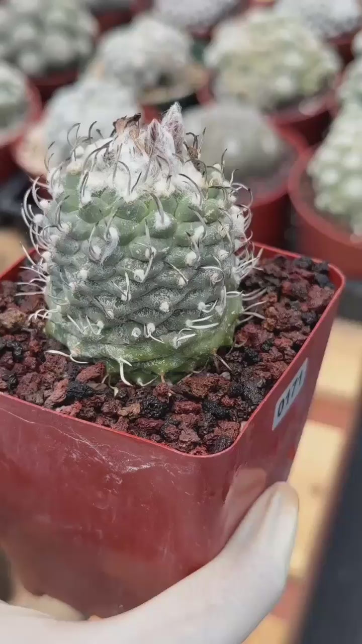 Turbinicarpus schmiedickeanus – Rare Seed‑Grown Miniature Cactus | Woolly Areoles & Hooked Spines #171